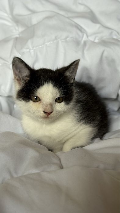 Котеня чорно біле дівчинка в добрі руки