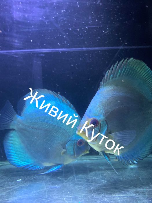 Продаж дискусів власного розведення