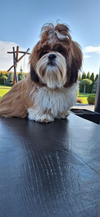 Shih Tzu reproduktor