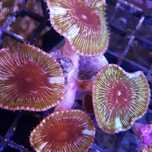 Zoanthus Grandis akwarium morskie