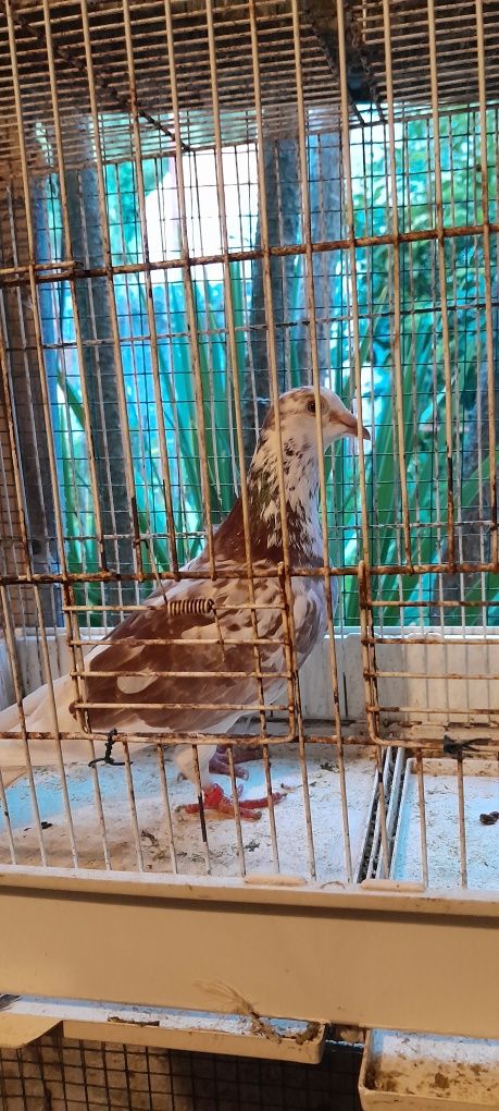 Pombo correio Colares