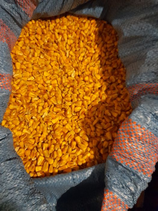 Kukurydza sucha cała oraz mielona.