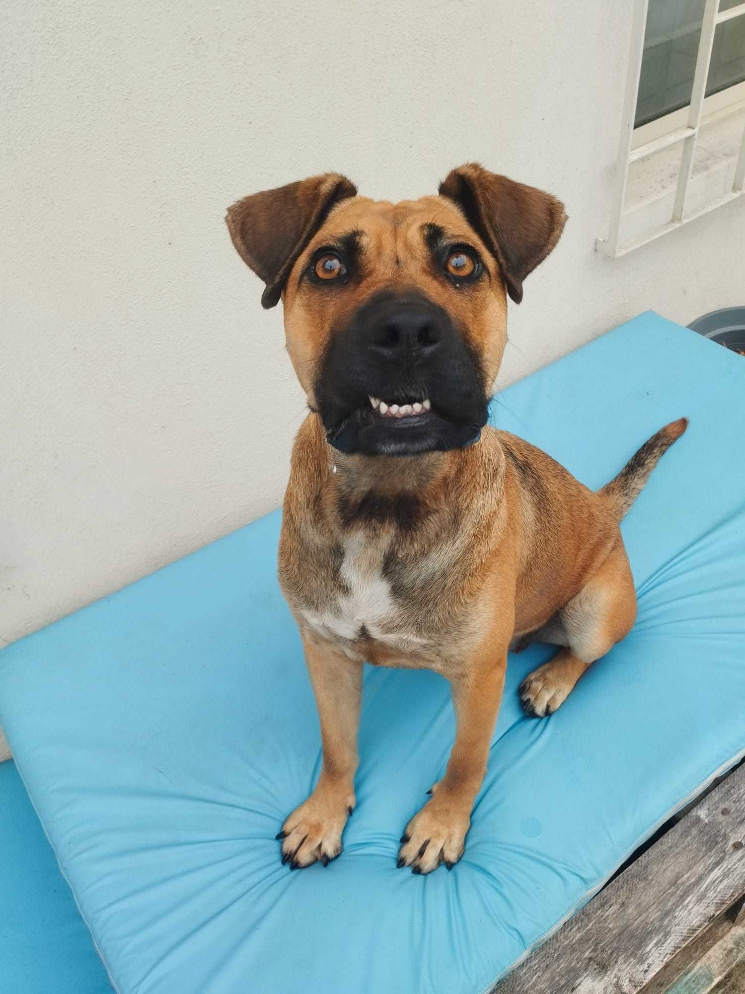 Cadela x de Pitt bull para adoção responsável