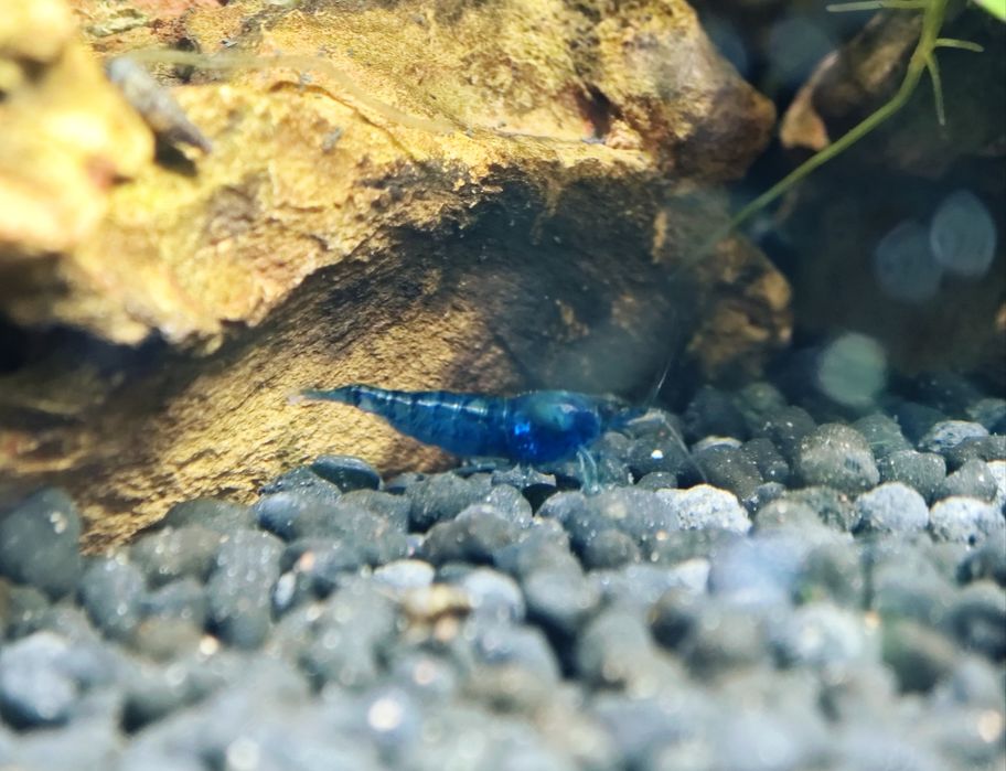 Camarões blue dream