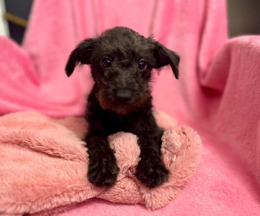 Miniaturowa odchowana dziewczynka Morkie