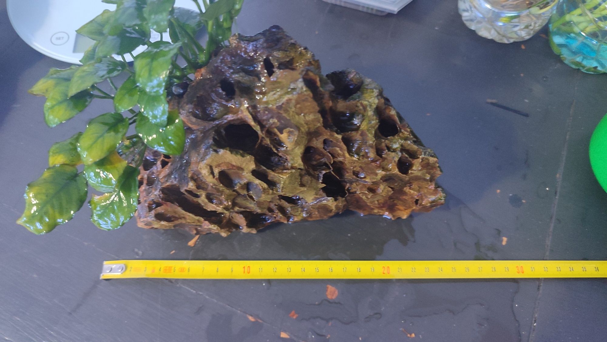 Pedra Dragonstone com Anubias