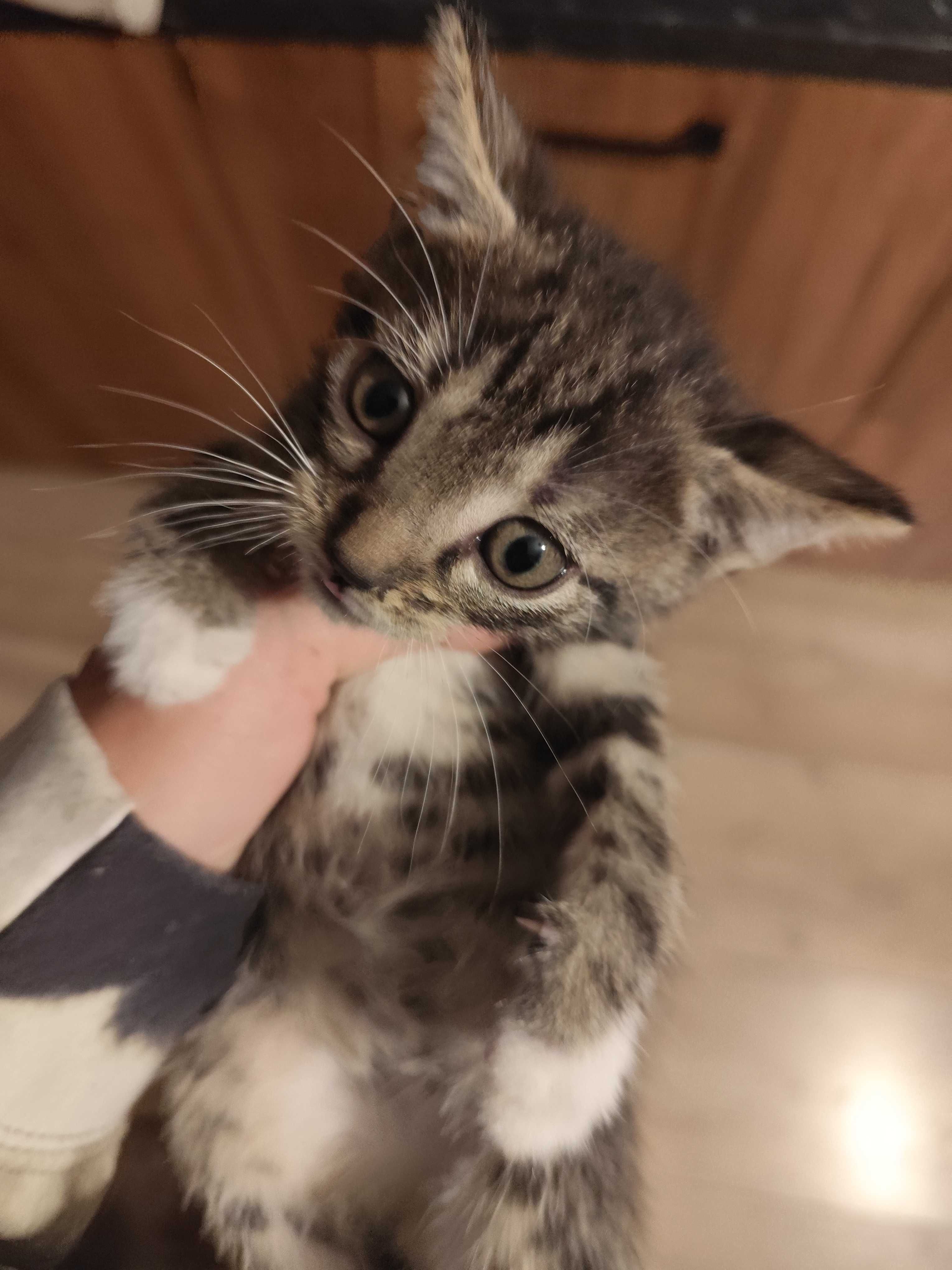 Adopcja Kotków,Koty,Kocurek szary
