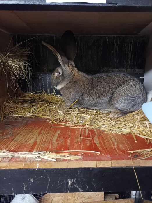 Olbrzym belgijski szary