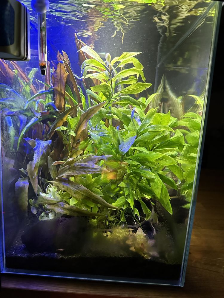 Akwarium optiwhite 81 litów