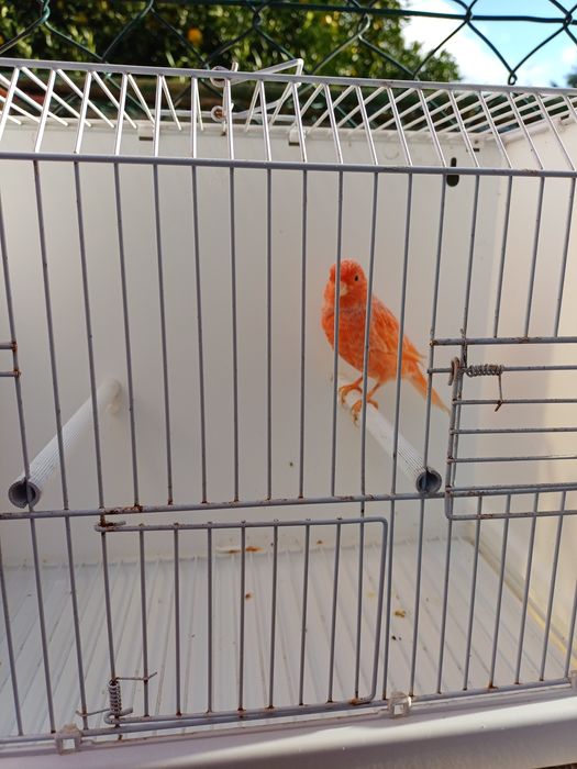 Canário macho vermelho