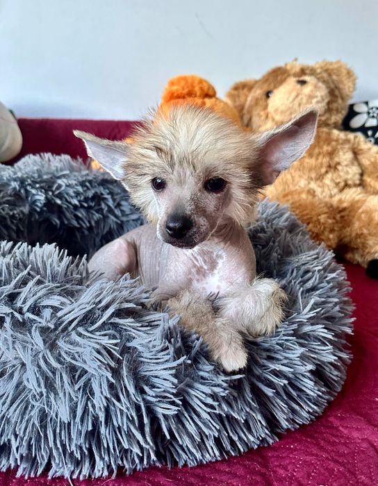 Łysy samiec chiński grzywacz ZKwP FCI