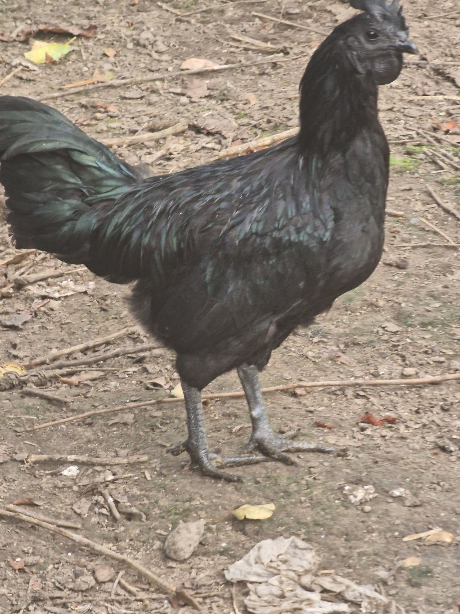 Silki jedwabiste i ayam cemani