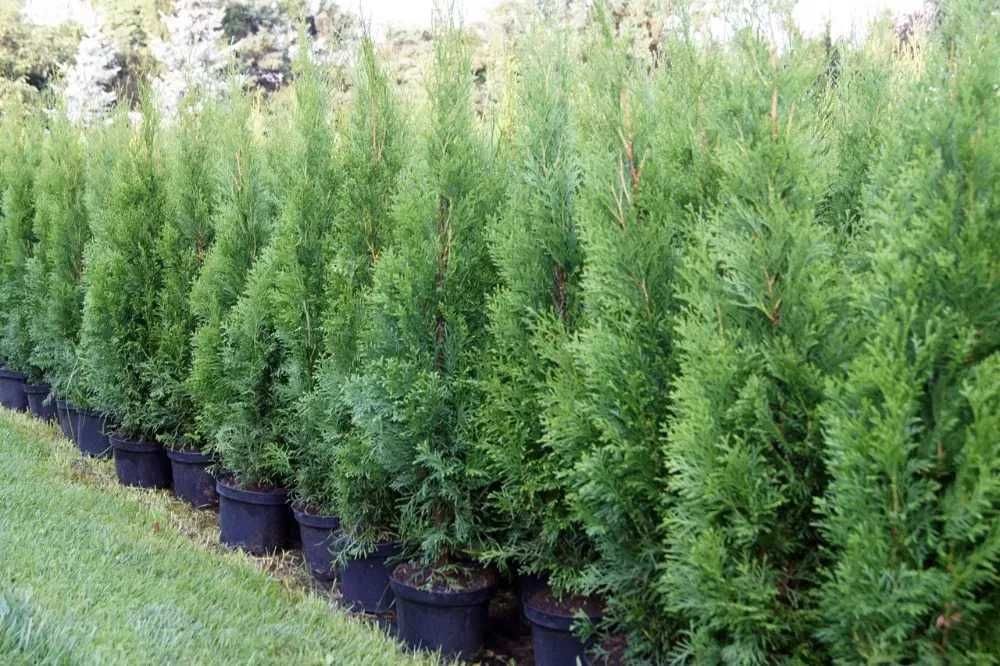 Tuja Szmaragd Szmaragdowa Tuje Szmaragdy 90CM Wys hodowane w doniczce
