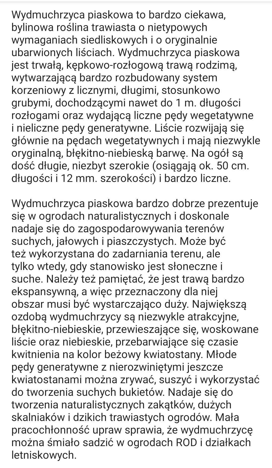 TRAWA OZDOBNA - Wydmuchrzyca piaskowa - niebiesko-turkusowa