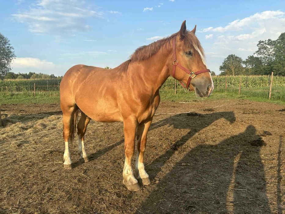 Dwuletni wałach do bezpłatnej adopcji