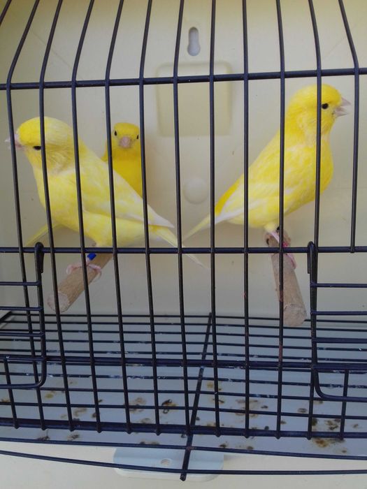 Tenho alguns canarios