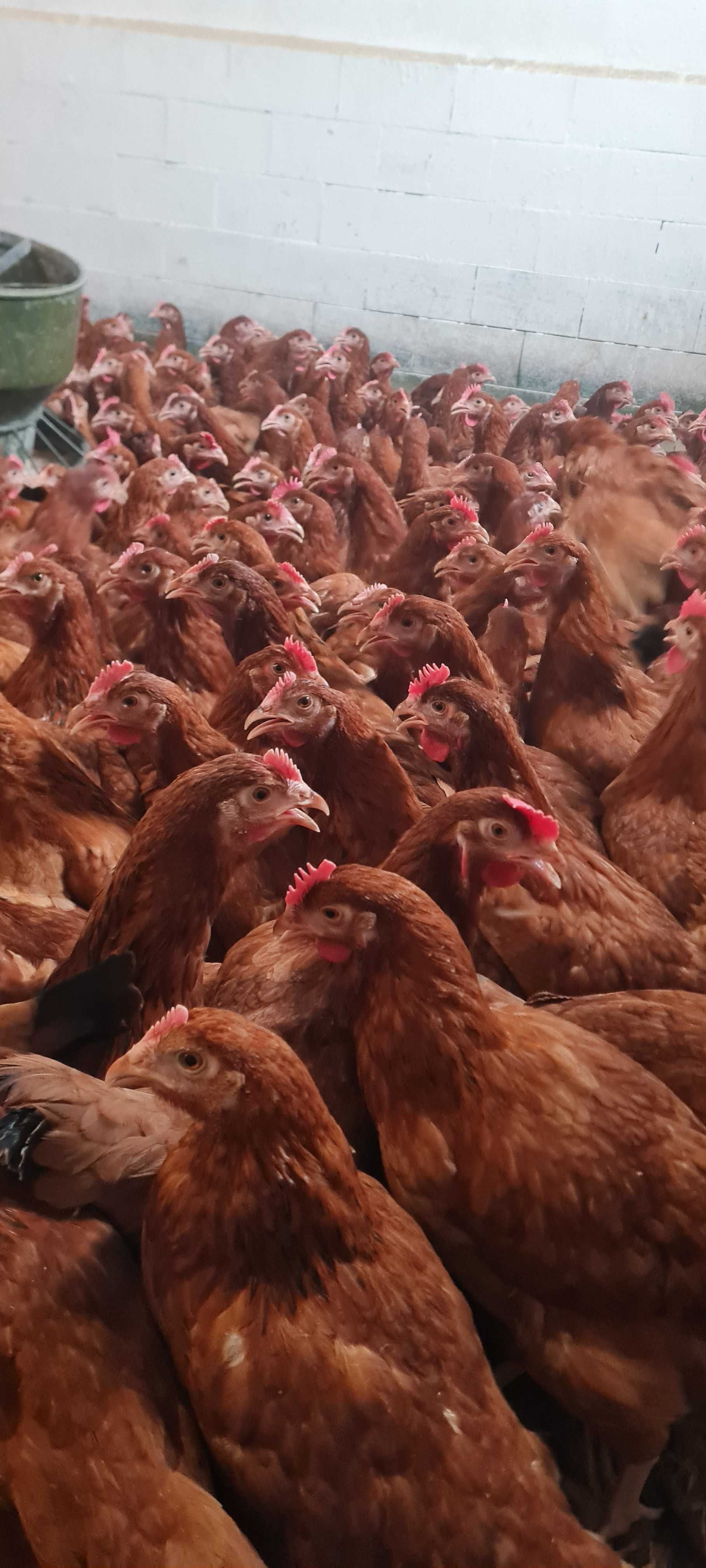 Kury nioski młode z pierwszym jajkiem Rosa Messa Leghorn.Transport ..