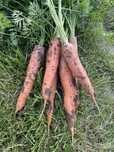 Marchew jadalna, 3 zł/kg