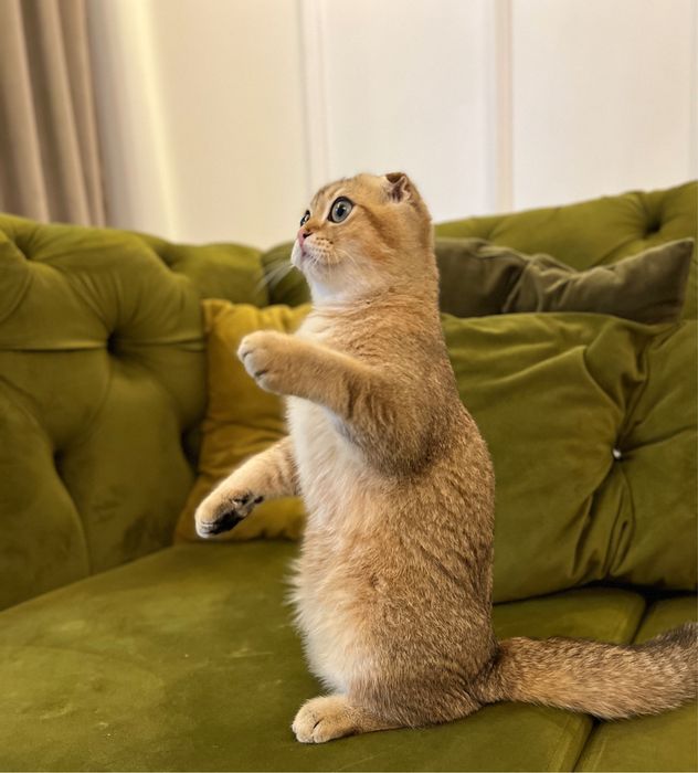 Szkocki kocurek złota szynszyla WCF+BOX PREZENTOWY