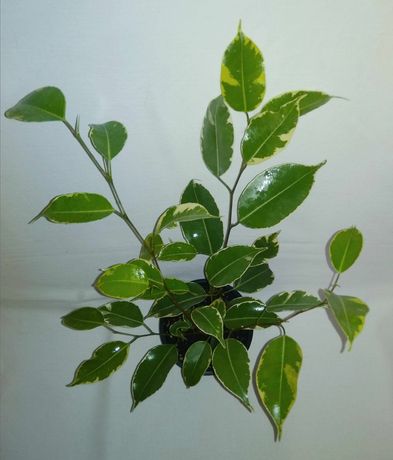 Фикус Бенджамина сорт Бафт пестролистый красивое растение в вазоне