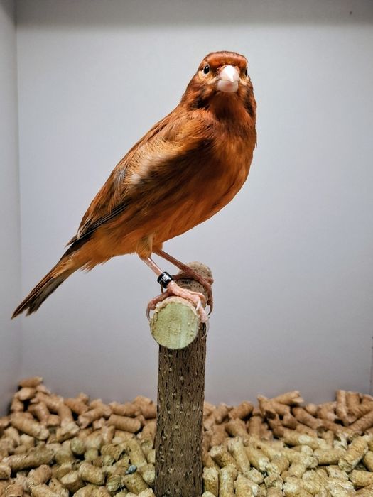 Kanarki agat czerwony