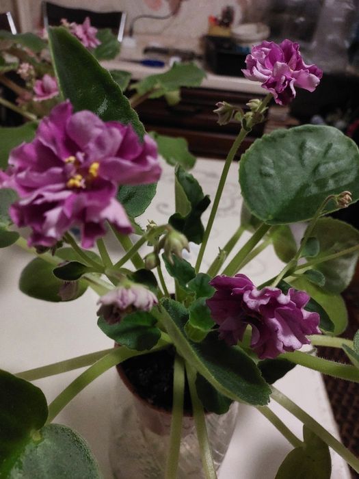 Не дорого, взрослые цветущие фиалки