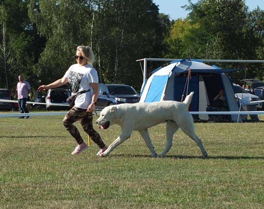 Вязка среднеазиатская овчарка, алабай