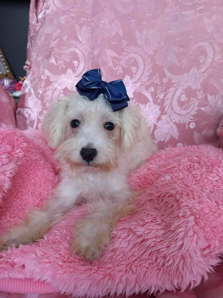 Odchowany chlopiec Maltipoo szuka nowego domu