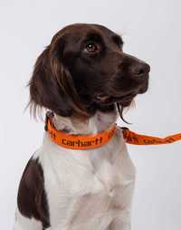 Ошийник та повідець Carhartt / Script Dog Leash & Collar Carhartt
