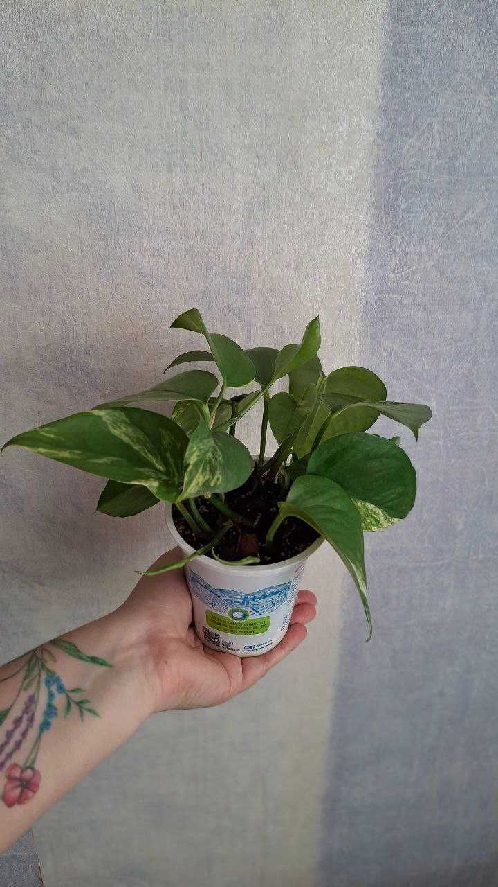 Набір епіпремнум marble queen,хеппі ліф,неон,Ауреум,филодендрон Бразіл
