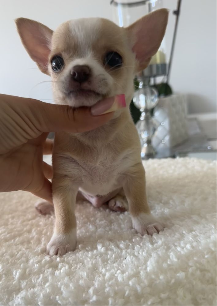 Chihuahua MOCHI chlopczyk ZAREZERWOWANY