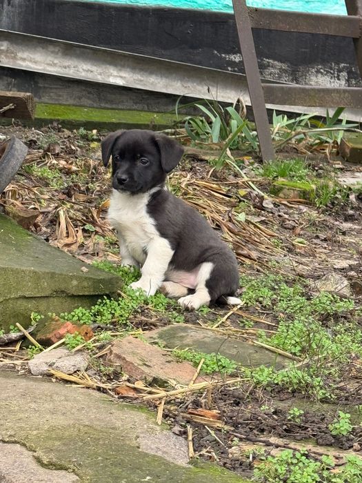 Віддам цуценя в добрі руки