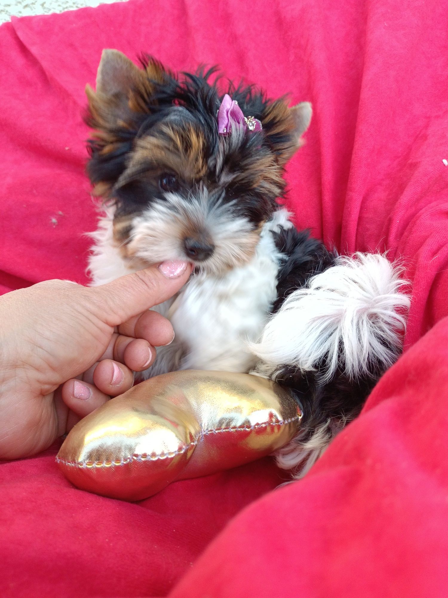 Śliczny biewer Yorkshire terrier york