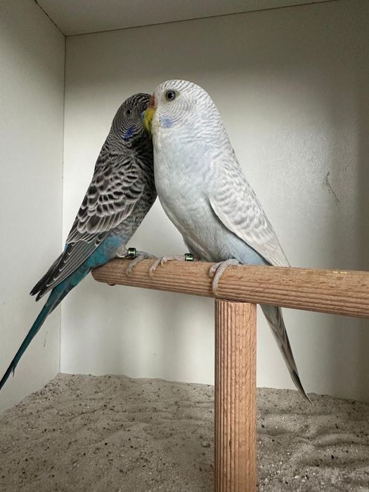 Casais de periquitos black face puro e portador