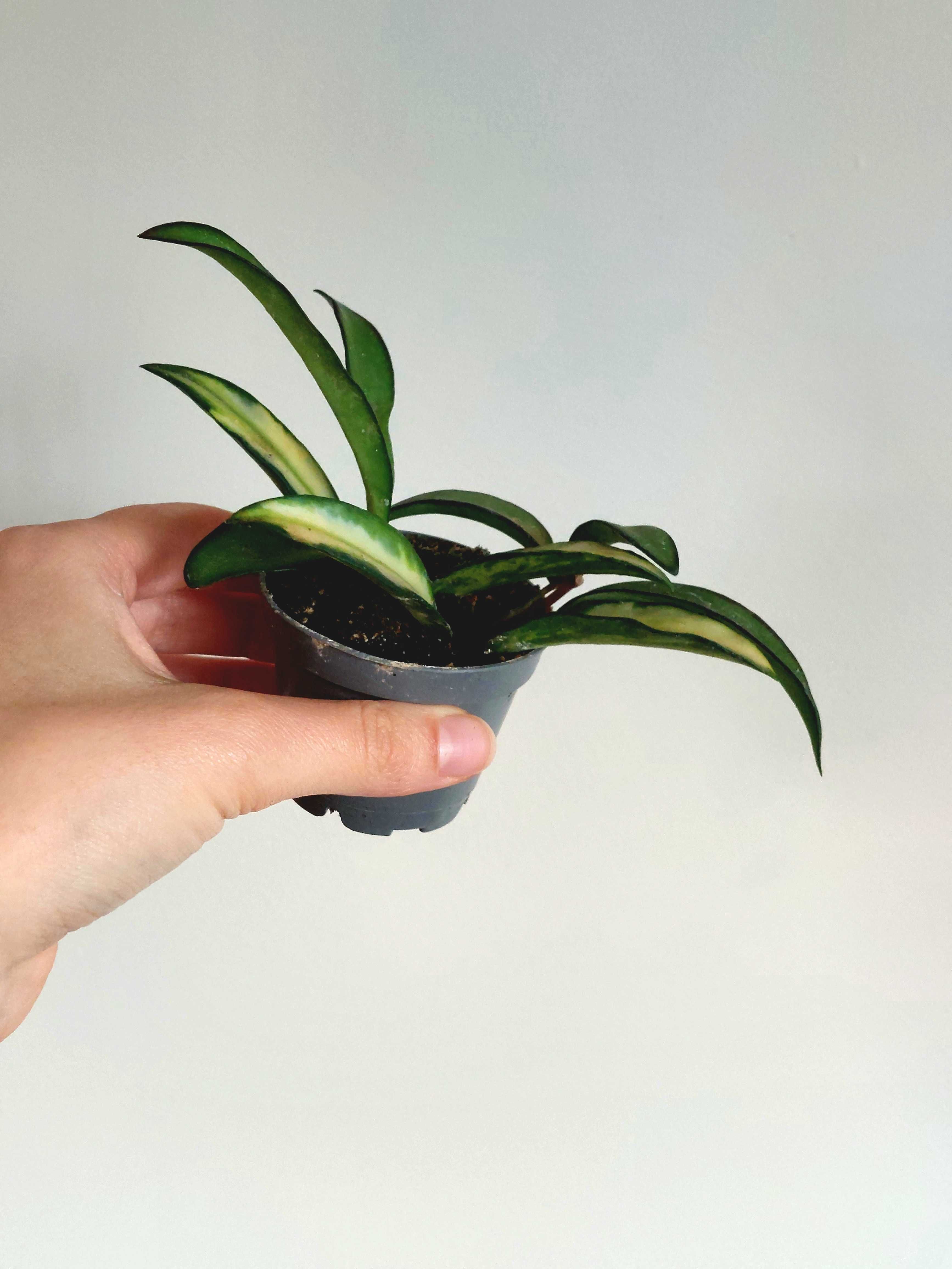 Planta Hoya wayetii tricolor