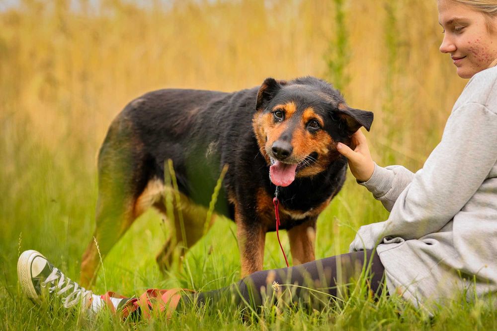 Nora , suczka w typie rottweilera do adopcji z fundacji