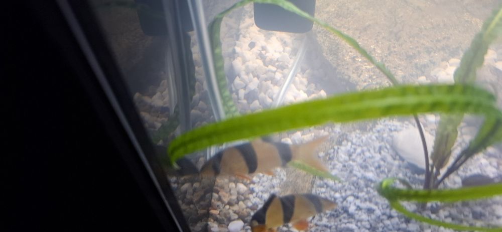 Rybki  bocje wspaniale 4 szt