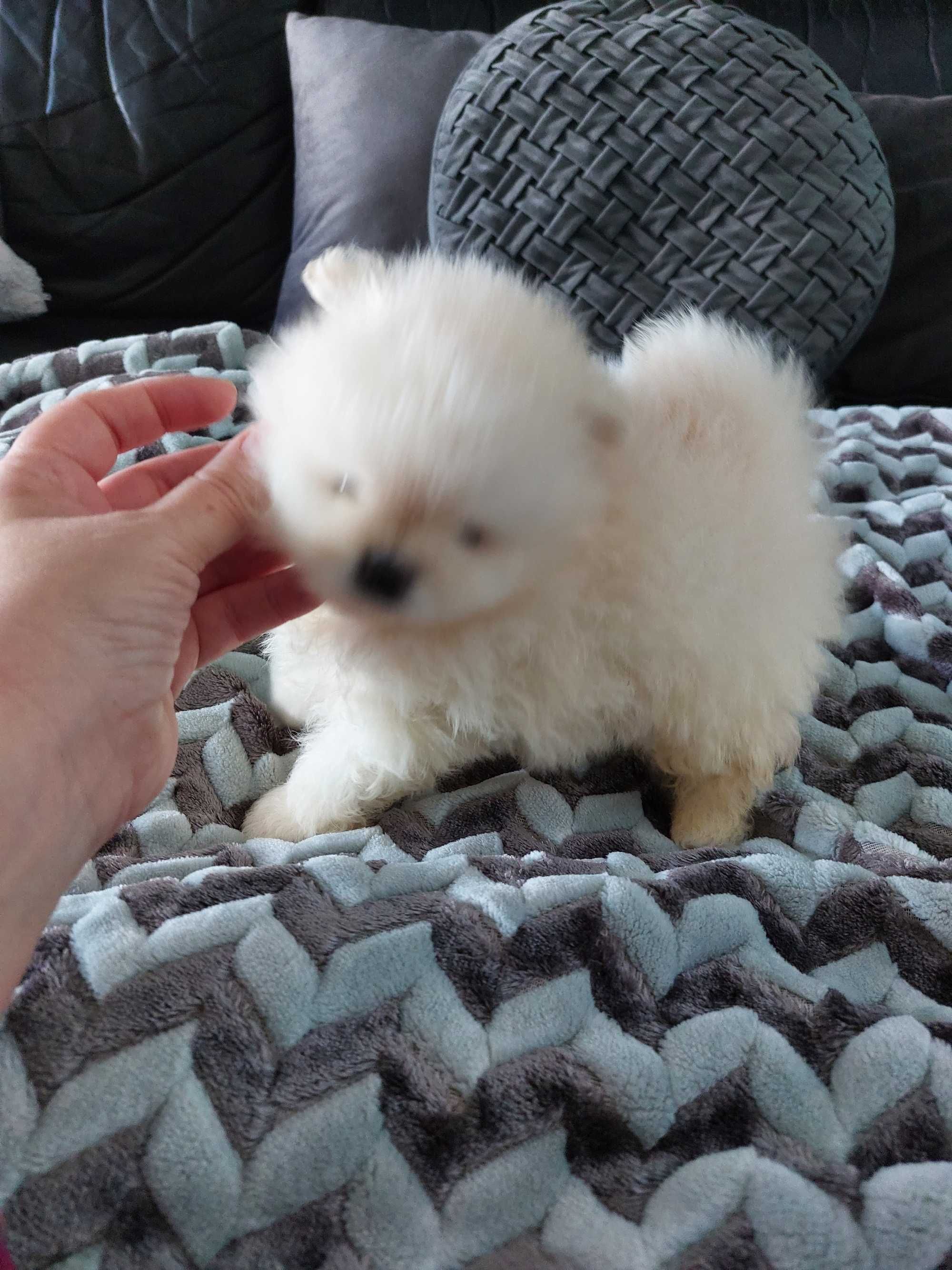 Spitz anão.  Menina Lulu da Pomerânia Lop Russo Mini.