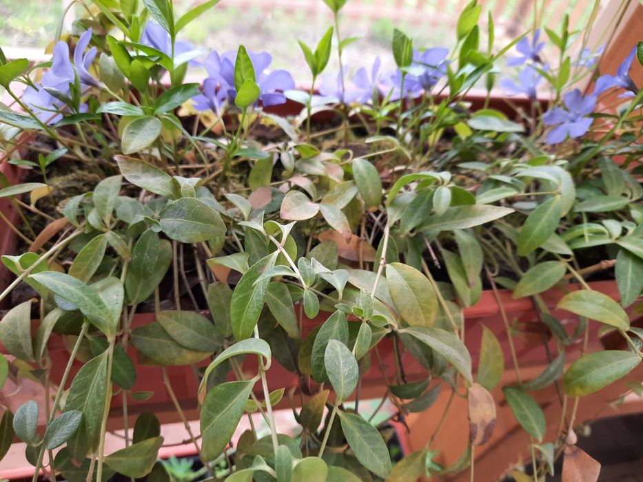 Nadwyżki z ogrodu byliny trawy krzewy drzewa