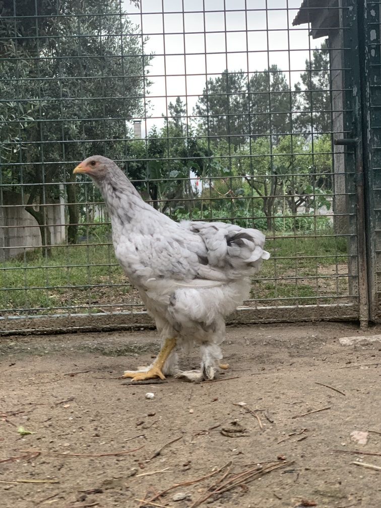 Pintos brahma machos varias mutações