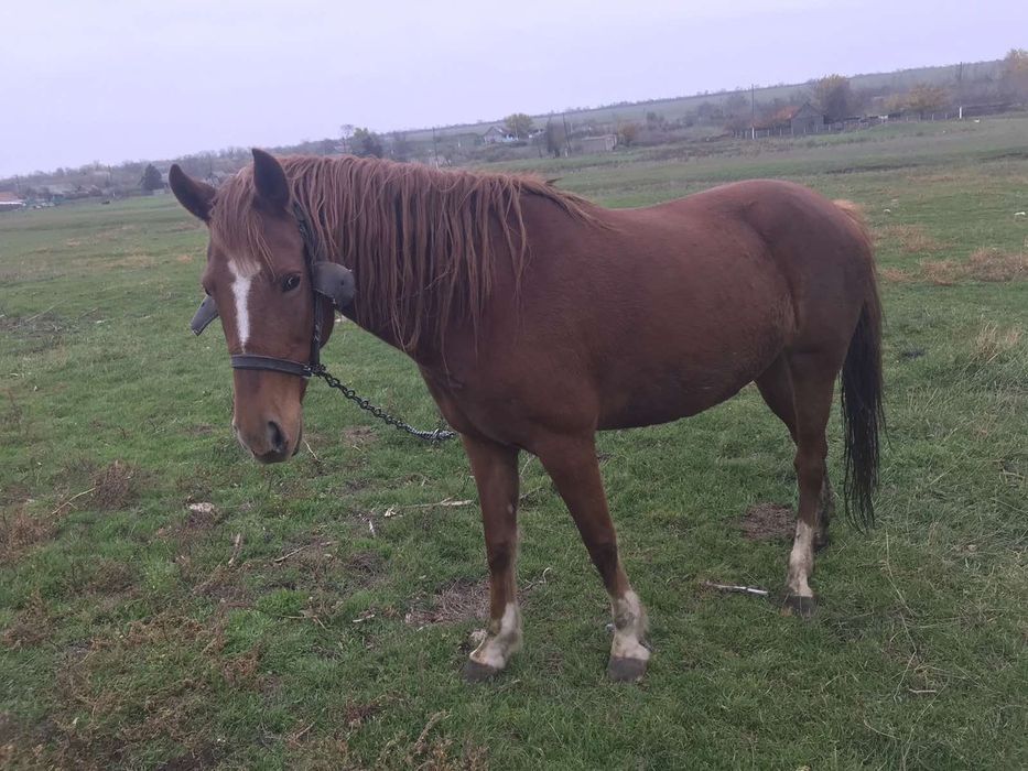 продам кобилу в добрі руки