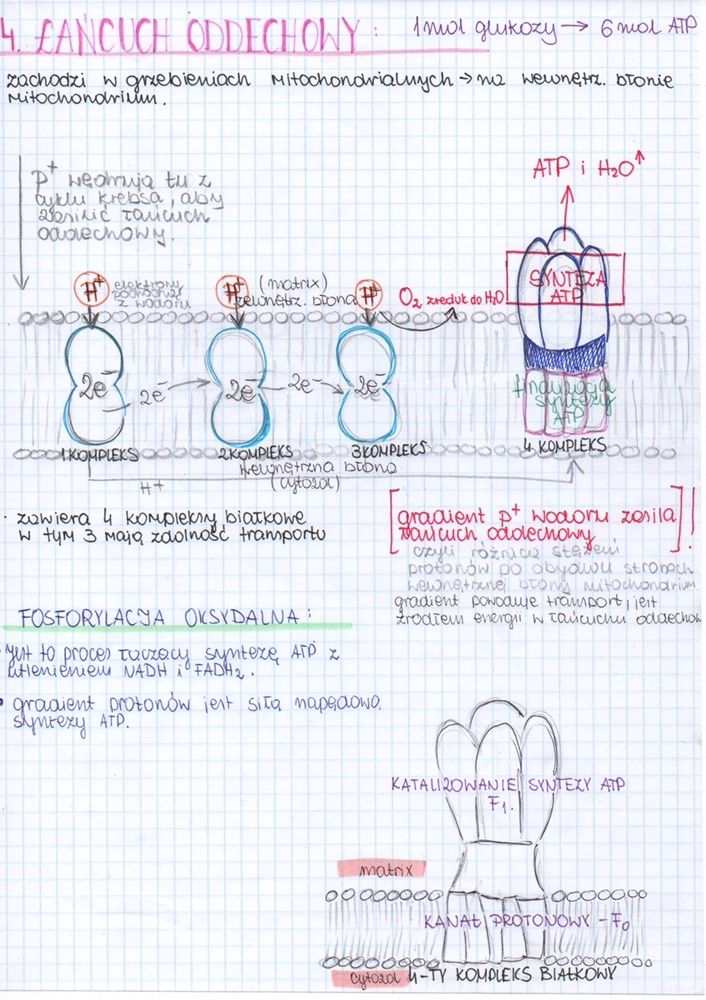 Notatki biologia matura