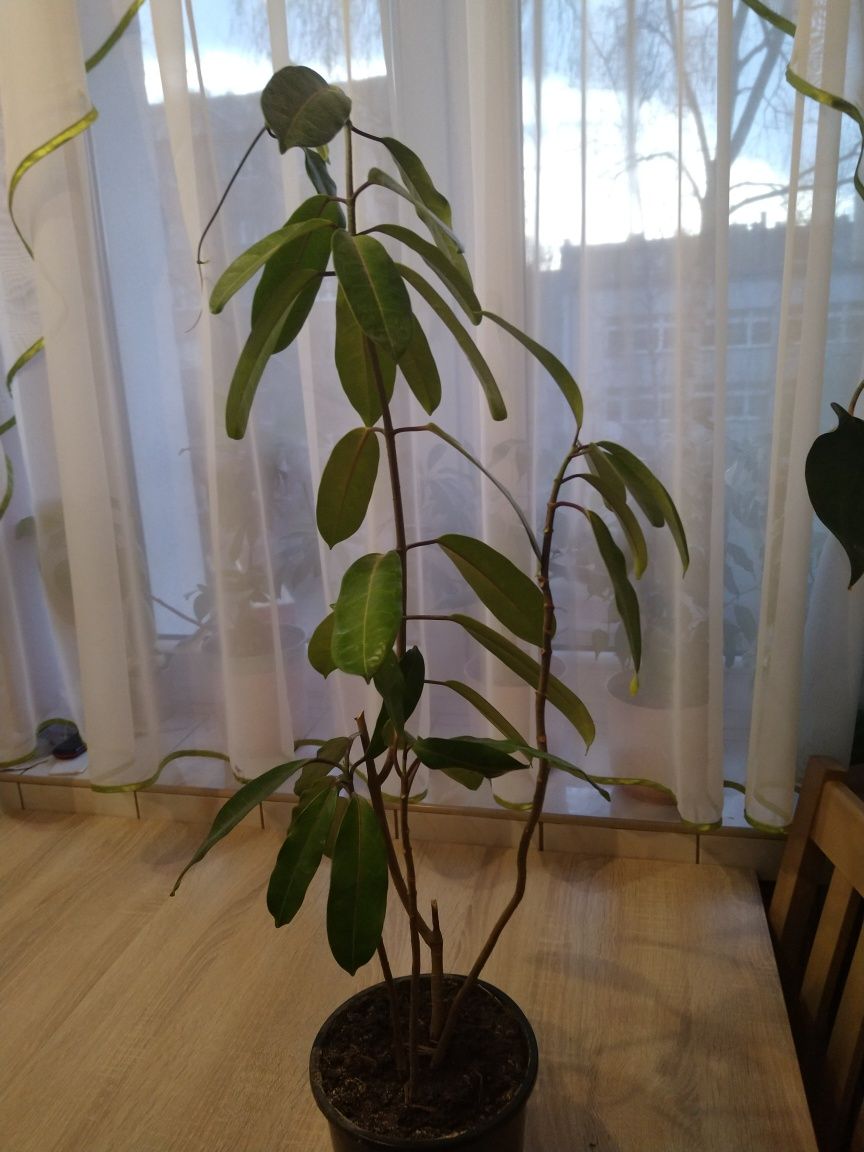 Kwiatek doniczkowy 75 cm