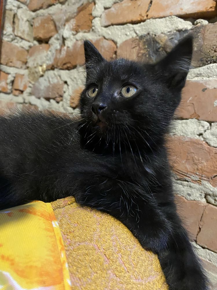 Чорне кошеня хлопчик 2 міс.