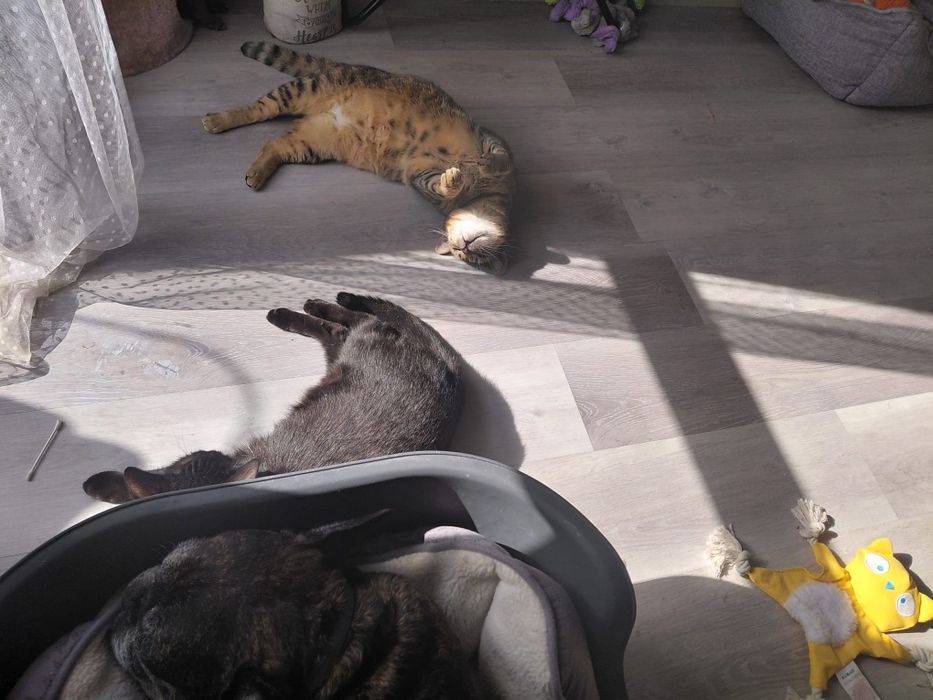 Lonia ,cudna kotka szuka swojego domku