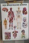 Anatomia człowieka poster 70x100