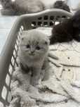 Gatinha Scottish Fold cinza