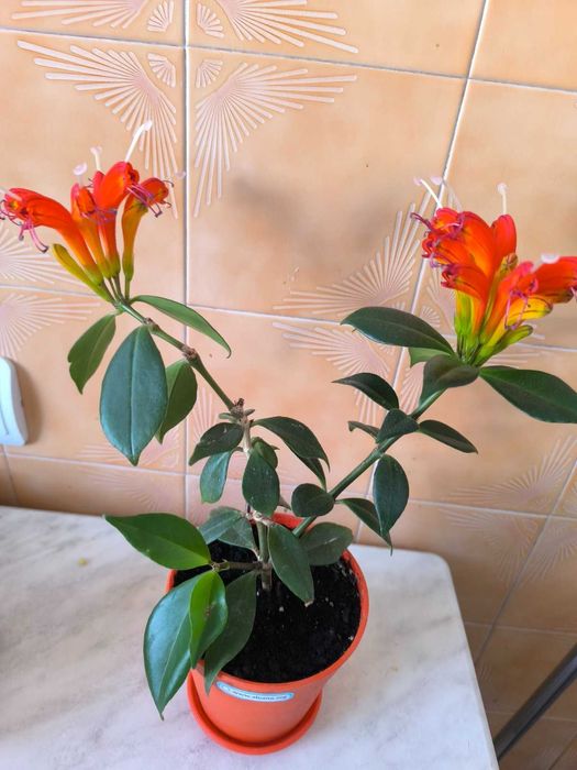 Цветок эсхинантус