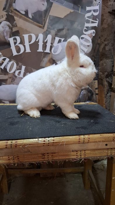 Likwidacja hodowli nowozelandzkich bialych