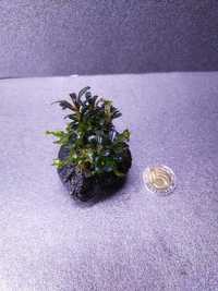Bucephalandra Mini Cat